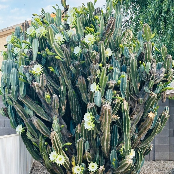 Meet your Posher, 🤷🏻♀️ - Picture 1 of 1